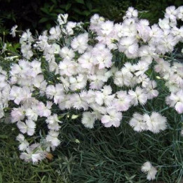 Гвоздика перистая "White" (семена)